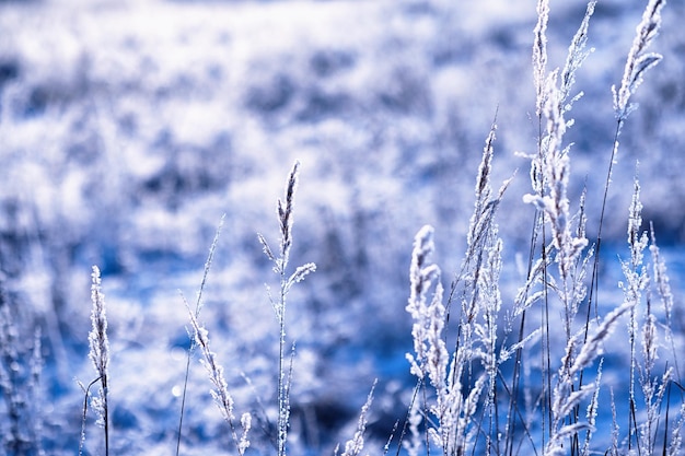 Winter atmospheric landscape with frostcovered dry plants during snowfall Winter Christmas background