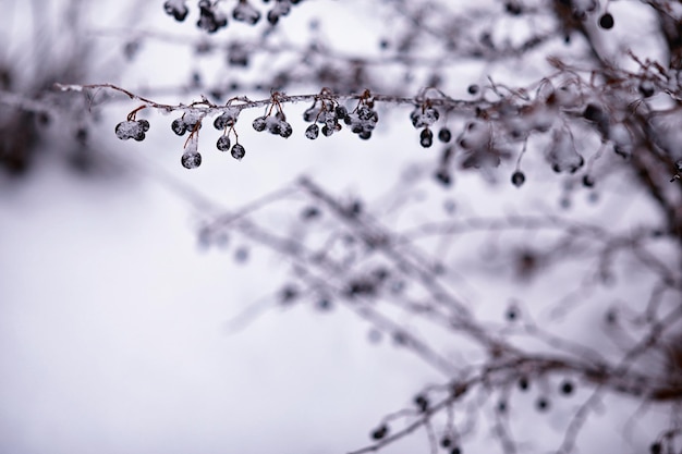 Winter atmospheric landscape with frostcovered dry plants during snowfall Winter Christmas background