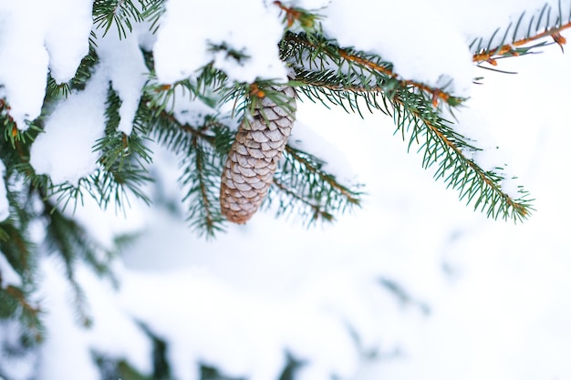 Winter background close up of frosted green pine spruce branch on a snowing day with cone on the