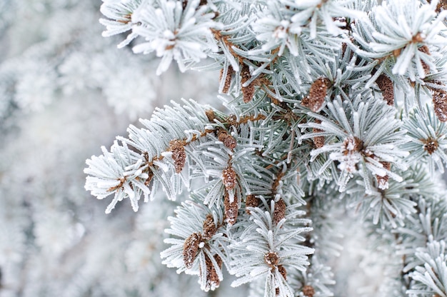 Winter background. A coniferous tree in hoarfrost and snow 