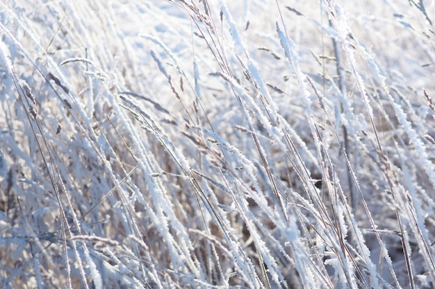 Winter background dry grass covered with hoarfrost.