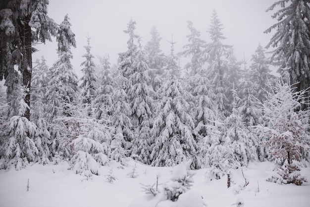 winter background, forest in snow and ice