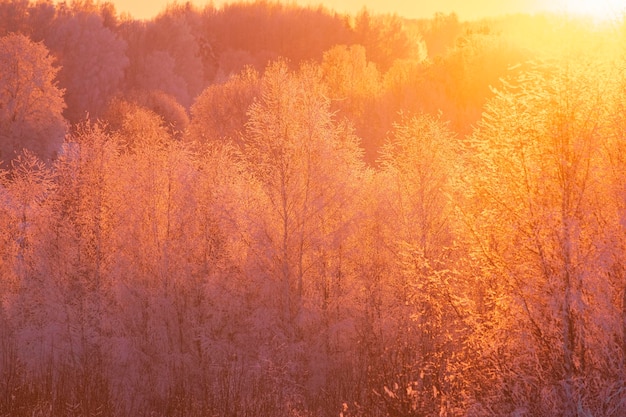 Winter background trees in the snow in forest flooded with sunlight