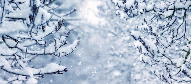 Winter background with snow covered tree branches in winter during snowfall