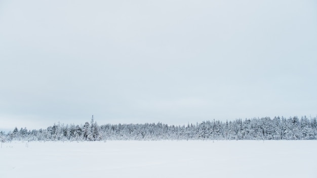 Winter beautiful landscape with trees covered with hoarfrost