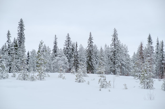 Winter beautiful landscape with trees covered with hoarfrost