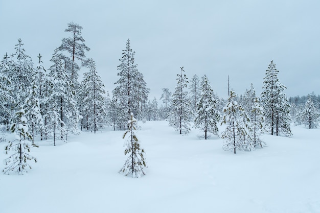 Winter beautiful landscape with trees covered with hoarfrost