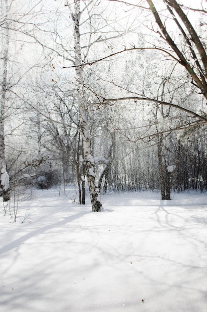 Winter birch and pine forest in the sunshine and falling snow in the winter