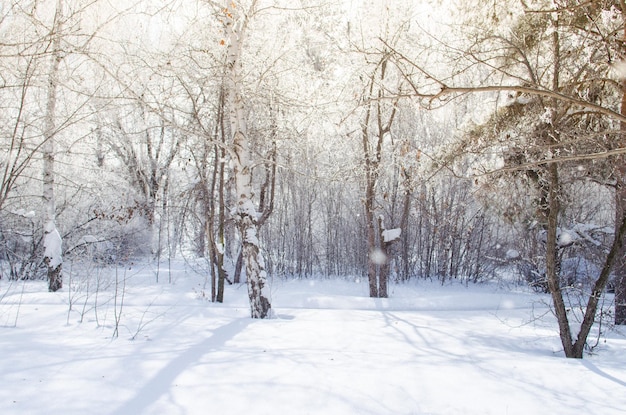 Winter birch and pine forest in the sunshine and falling snow in the winter