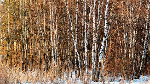 Winter birch trees forest background