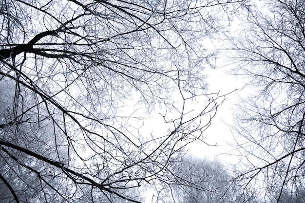 Winter birch trees