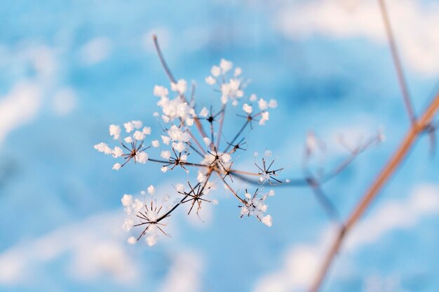 Winter blue background with dry plant covered with rime and snow selective focus Abstract