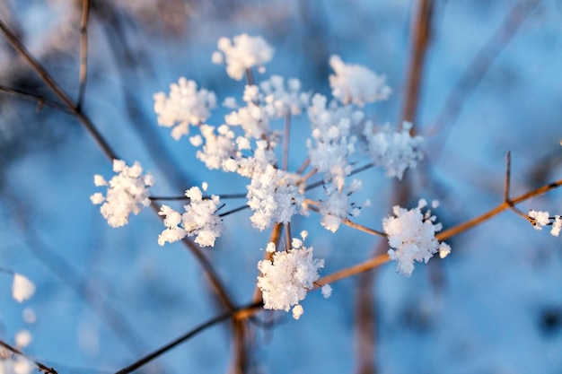 Winter blue background with dry plant covered with rime and snow, selective focus Winter flower