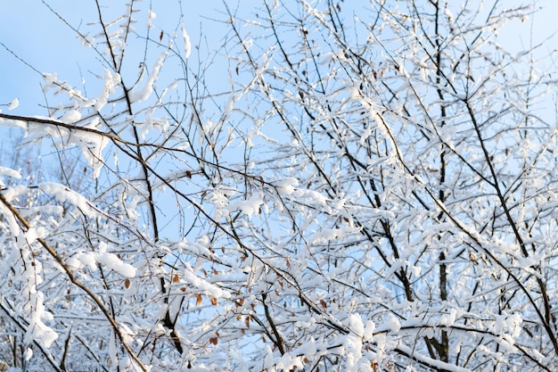 Winter branches covered with snow in frosty forest on blue sky