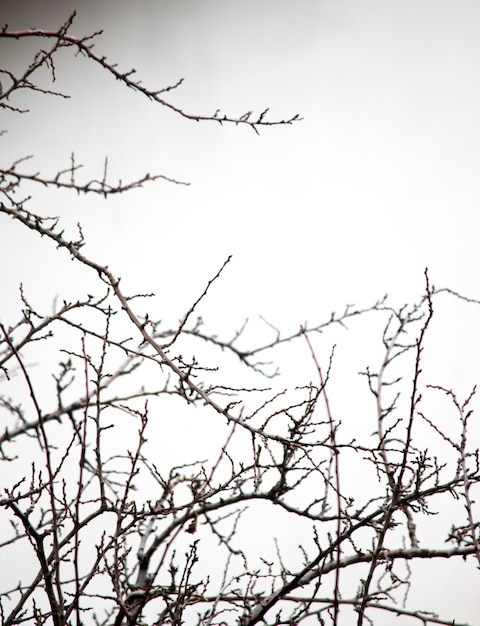 Photo winter branches of a tree nature