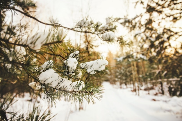 Winter bright background with close-up of a pine branch covered with snow in a winter forest