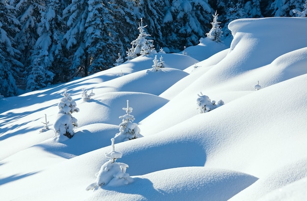 Winter calm mountain landscape with beautiful fir trees  on slope (Kukol Mount, Carpathian Mountains, Ukraine)