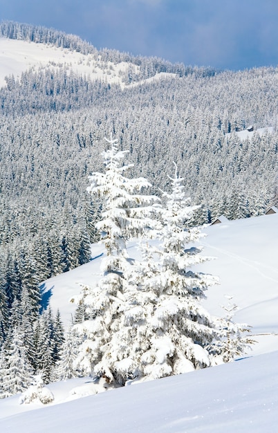 Winter calm mountain landscape with beautiful fir trees  on slope (Kukol Mount, Carpathian Mountains, Ukraine)