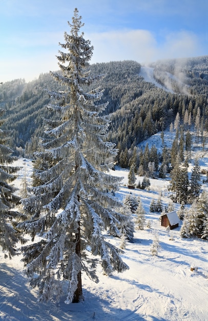 Winter calm mountain landscape with rime and snow covered spruce trees