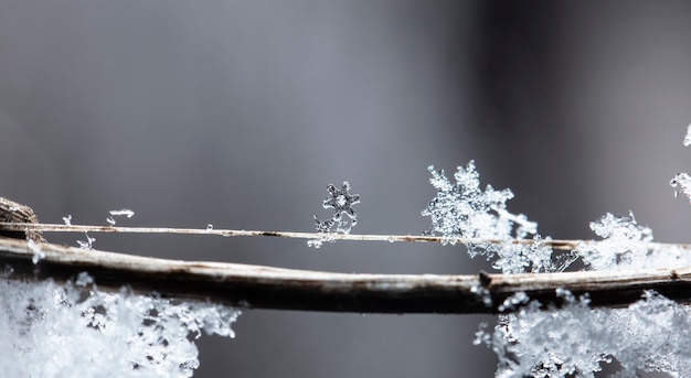 winter card, crystals of snow, winter photo