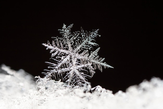 winter card, crystals of snow, winter photo