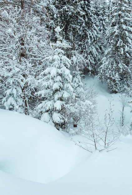 Winter Carpathian forest