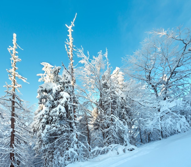 Winter Carpathian Mountains landscape