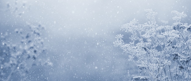 Winter, Christmas background with frost-covered dry plants on a blurred background during snowfall