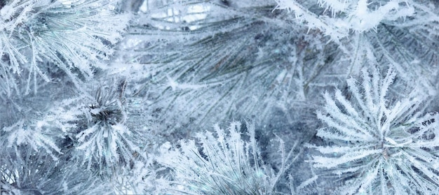 Winter Christmas natural background Spruce tree branches covered with frost and snow copy space large size