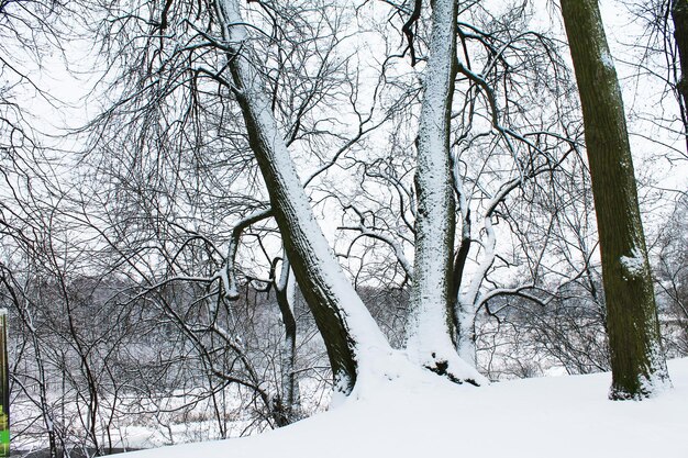 Winter Christmas and New Year Powerful tree covered with snow Winter landscape