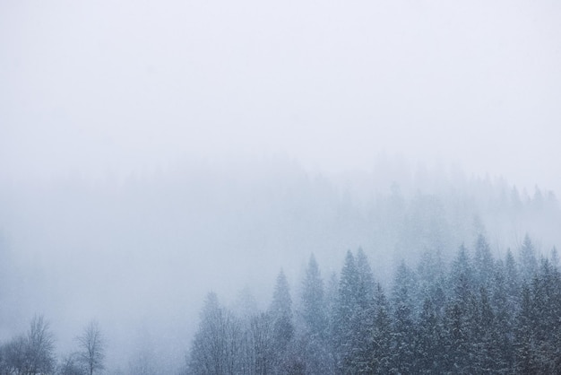 Winter christmas scene view of the snowy pine forest in the mountains