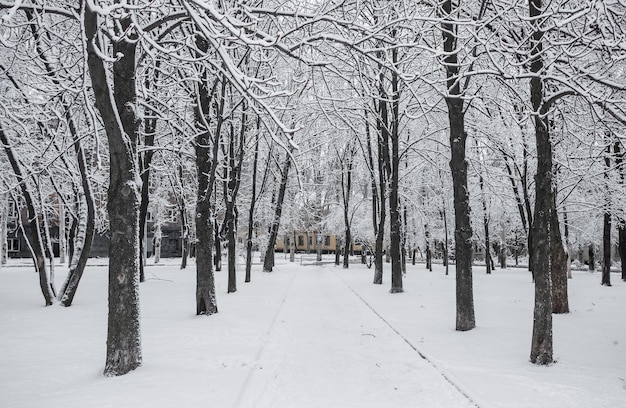 Winter in the city park