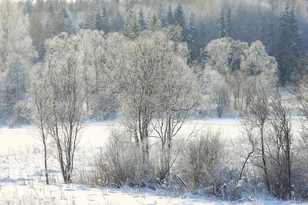 winter cold day fir forest landscape