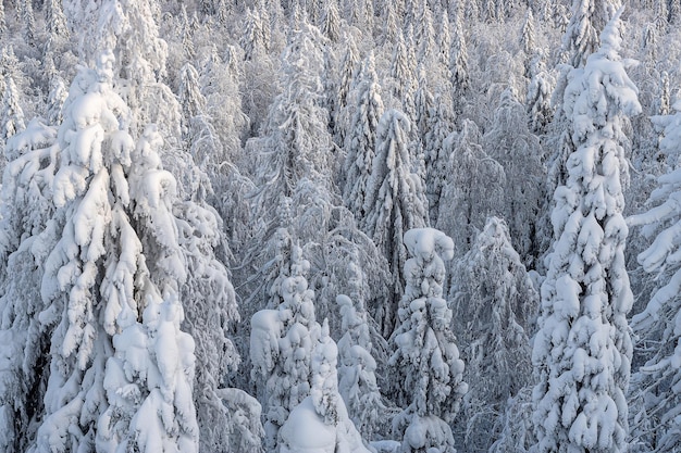 Winter coniferous forest background pattern