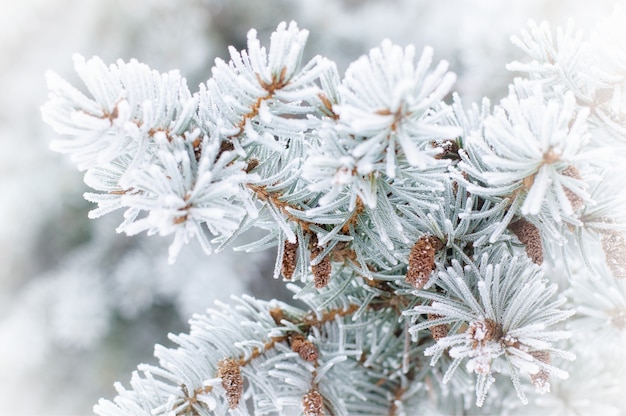 Winter . A coniferous tree in hoarfrost and snow 