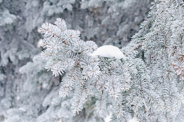 Winter . A coniferous tree in hoarfrost and snow