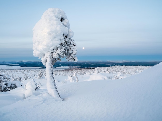 Winter cotton candy Ice nature lollipop Snowcovered mountain slope with fancy white trees on the night of the full moon Amazing northern nature winter natural background