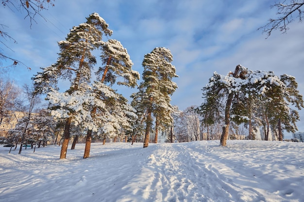 Winter day in a pine forest