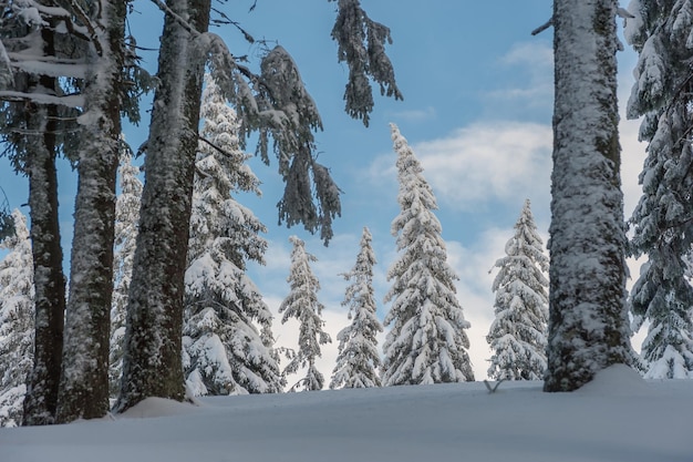 Winter day in woodland, all trees covered with white snow, Christmas landscape. Beautiful frost wood