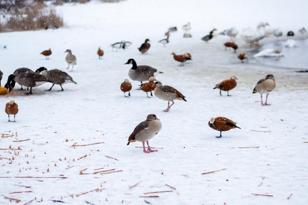 Winter Ducks on the pond in winter Geese walk on the ice Cold