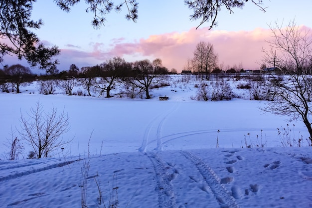 Winter evening. Snow field with small bushes. Pink light on the cloud.