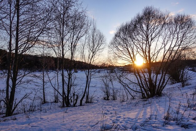 Winter evening. Sun through the trees. Snowy landscape. Russia