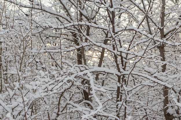 Winter fairy tale Iced Trees