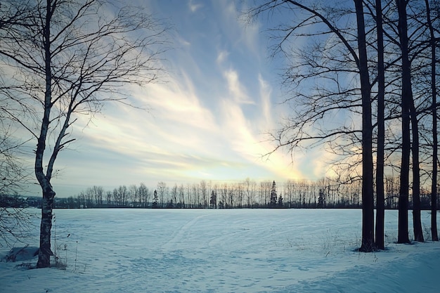 winter field trees sky background