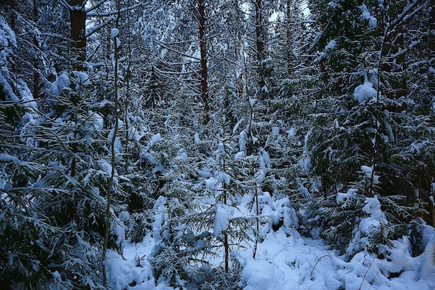 winter fir trees in the forest landscape with snow covered in december