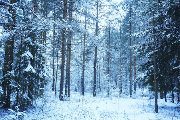 winter fir trees in the forest landscape with snow covered in december