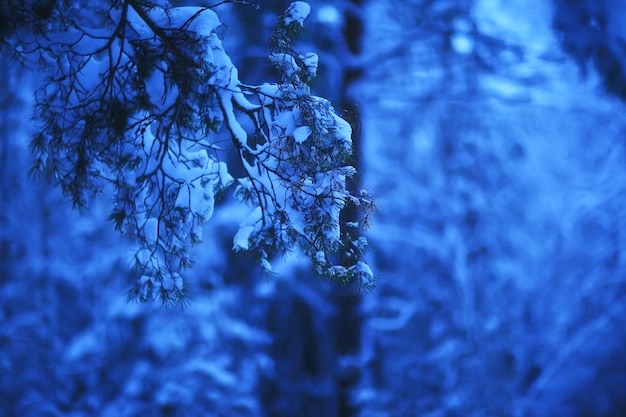 winter fir trees in the forest landscape with snow covered in december