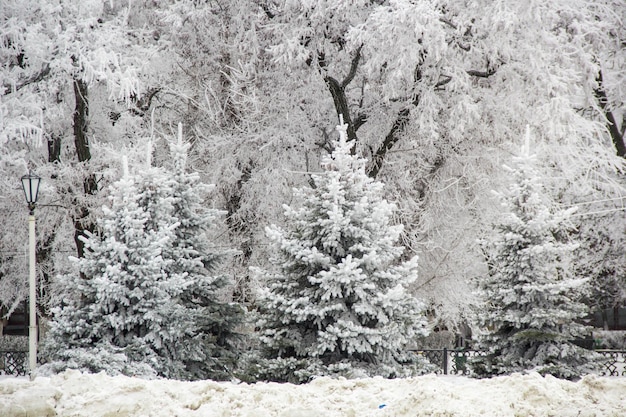 Winter fir trees and trees snowy landscape in winter park