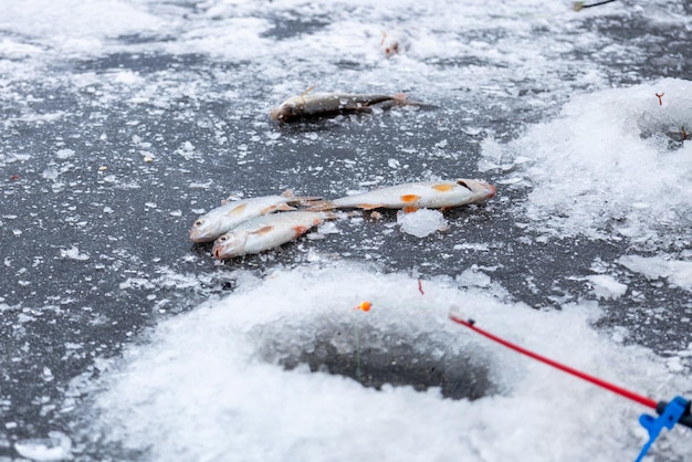 Winter fishing ice fishing ice hole and freshly caught fish lying on ice nearby