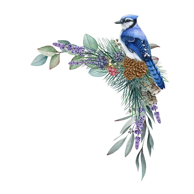 Winter floral decor Watercolor illustration Hand drawn blue jay with eucalyptus pine branches